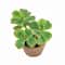 6.5" Jade Plant in Terra Cotta Pot by Ashland®